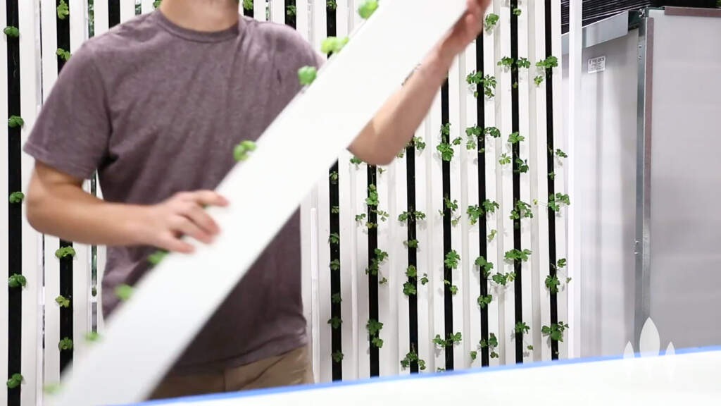 What Is Hydroponics? A Simple Explanation