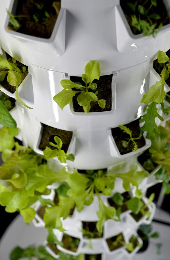 How to Start a Small Hydroponic Setup in an Apartment